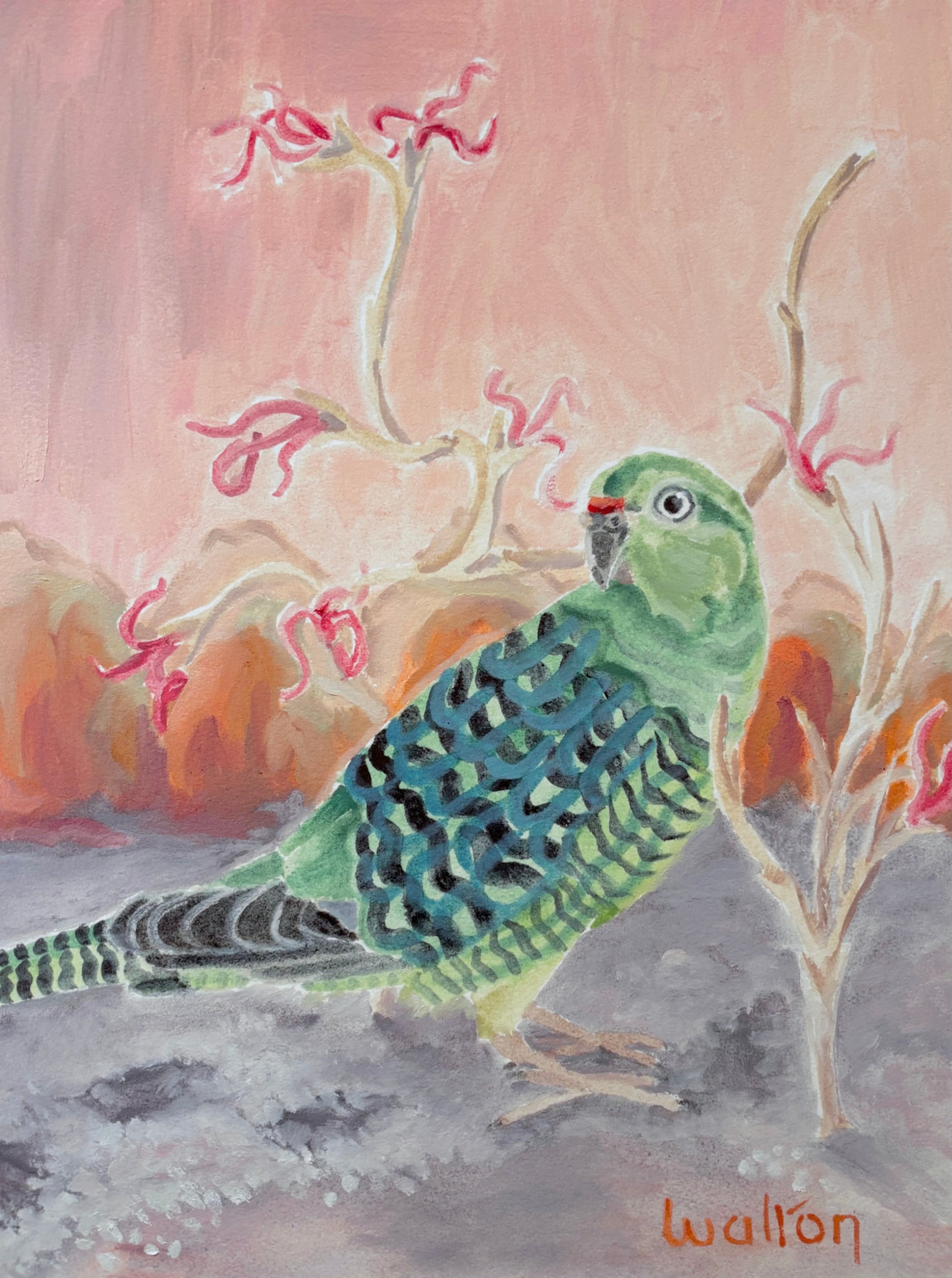 Western Ground Parrot - Limited Edition Print