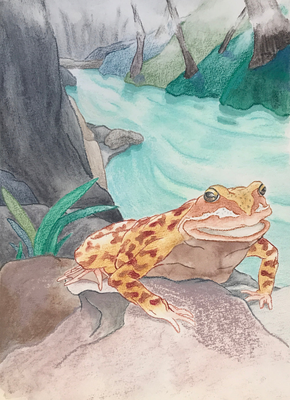 Limited edition print of an original children's book illustration by Australian Illustrator, Leonie Walton, of an Iberian frog on the banks of a misty river.