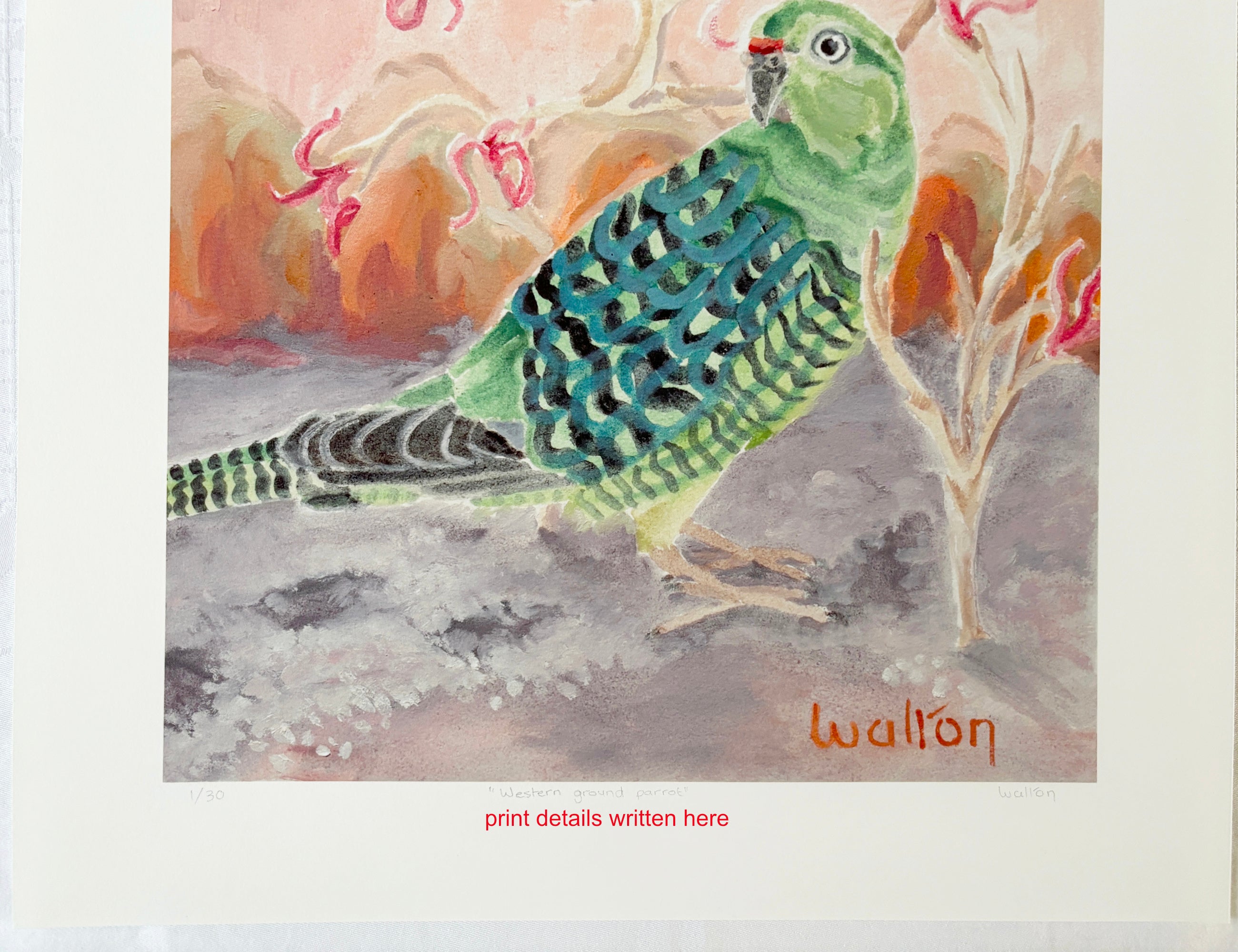 Western Ground Parrot - Limited Edition Print