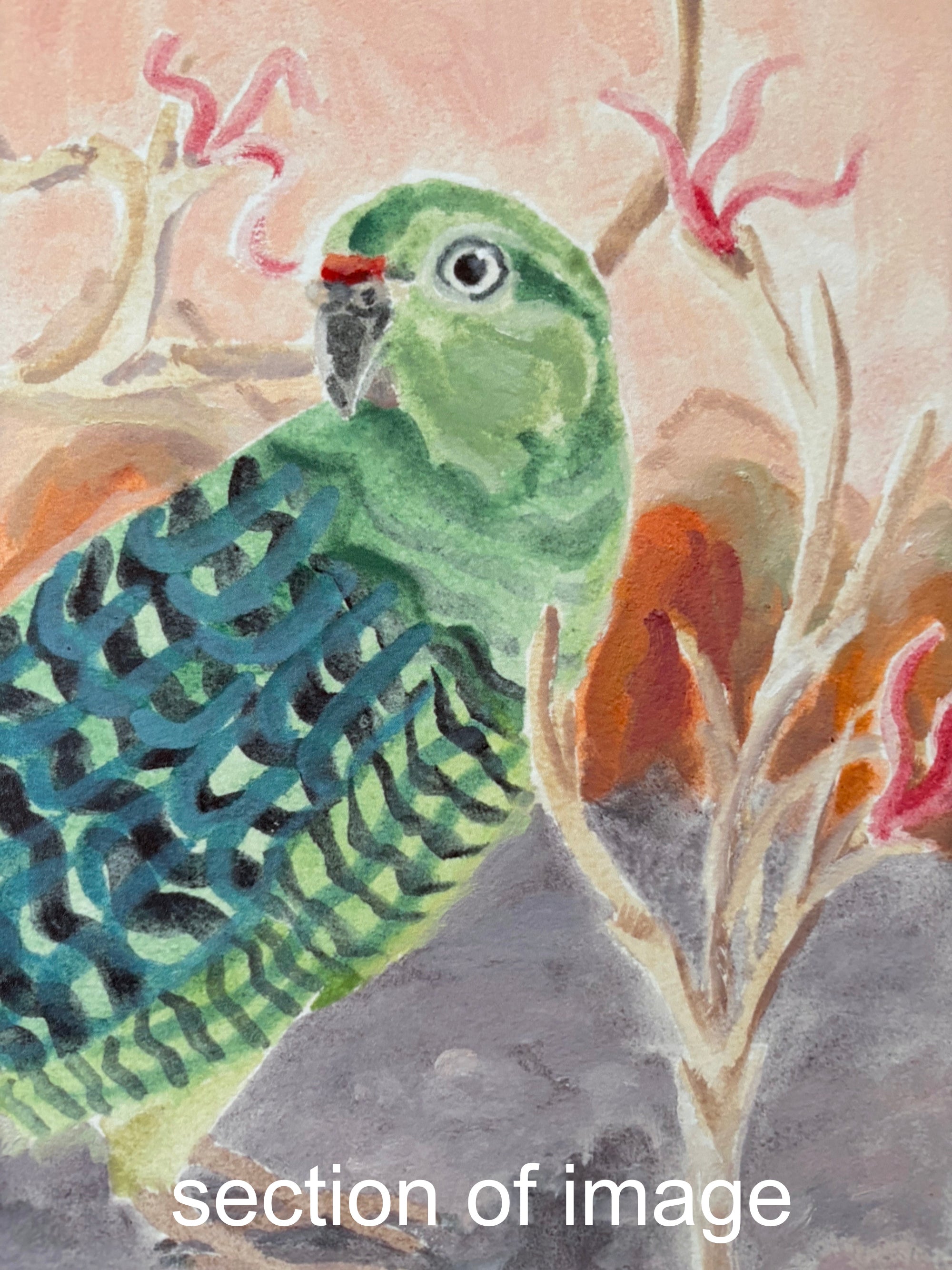 Western Ground Parrot - Limited Edition Print