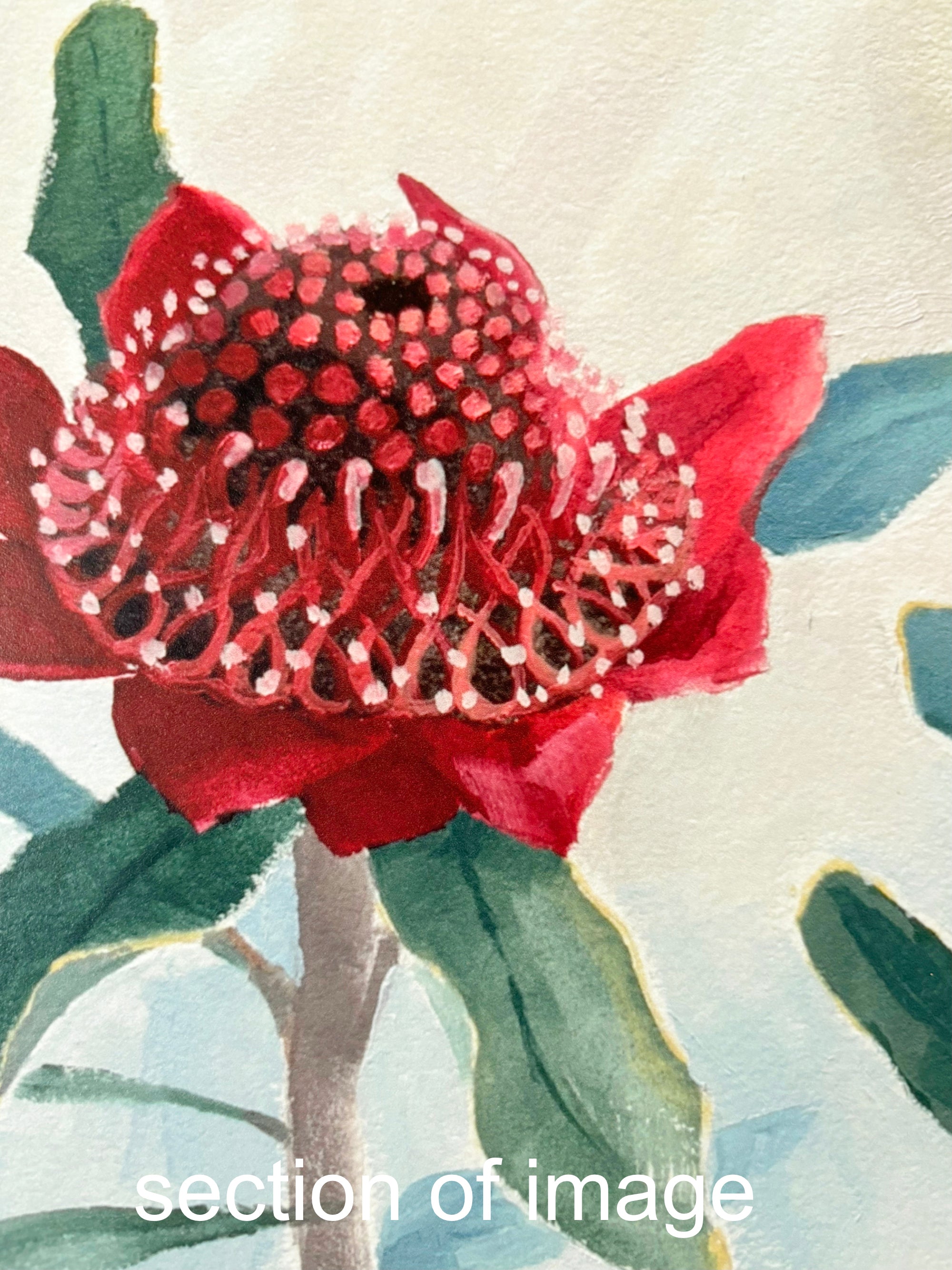 Red Waratah - Limited Edition Print