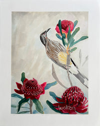 Limited edition print with extra white border of Red Wattle bird in Red Waratah flowers. Australian wildflowers.